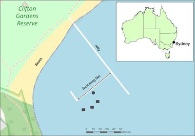 Assessing the Effectiveness of Conservation Stocking for the Endangered White’s Seahorse Hippocampus whitei